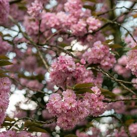 Lente Amsterdam van HelloHappylife