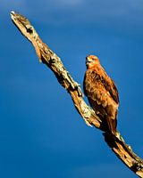 Yellow-billed Kite on a branch
