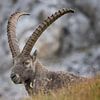 Ibex in the Alps by Dieter Meyrl
