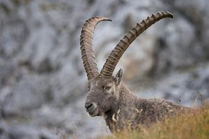 Steinbock in den Alpen
