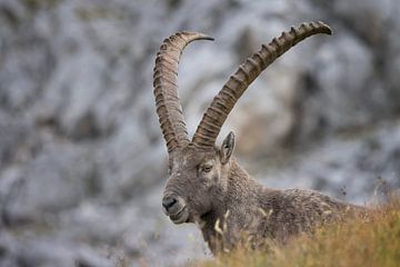 Ibex in the Alps
