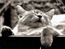 Stop Snoring by Dorothy Berry-Lound