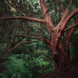 Alter Baum von Kristoff De Turck