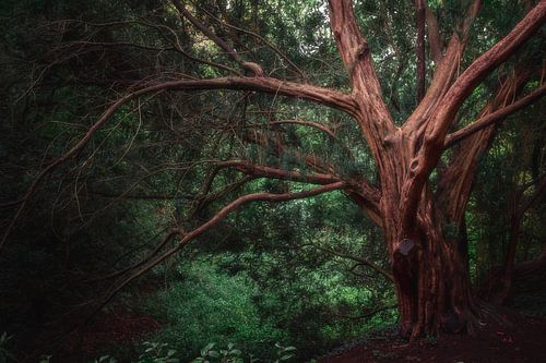 Vieux arbre sur Kristoff De Turck