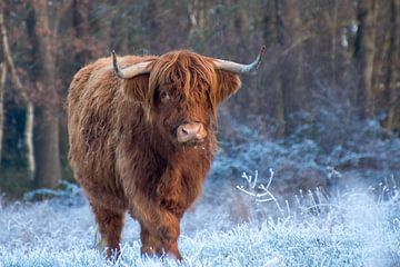 Schotse hooglanders