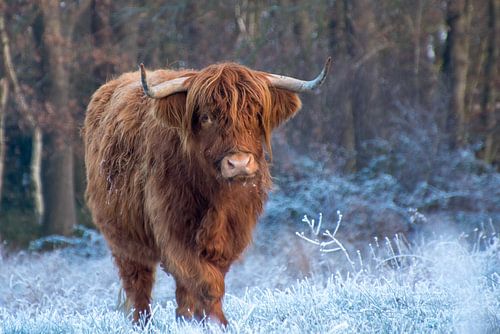 Schottische Highlander