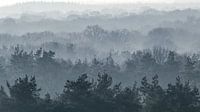 shrouded in fog