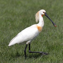 Spoonbill by Bauke Haitsma