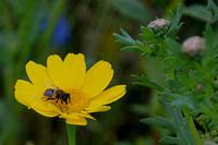 Macro