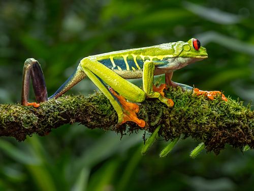 grenouille en plastique sur Marc Van den Broeck
