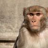 Makaak bij de Monkey Tempel in Kathmandu, Nepal van Joost van Riel