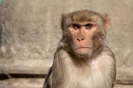 Makaak bij de Monkey Tempel in Kathmandu, Nepal van Joost van Riel thumbnail