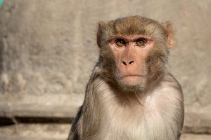Makaak bij de Monkey Tempel in Kathmandu, Nepal