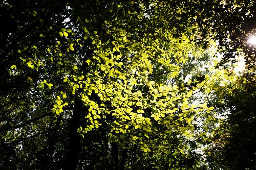 De vele bladeren van bomen in het bladerdak in Emsland, Nedersaksen, Duitsland