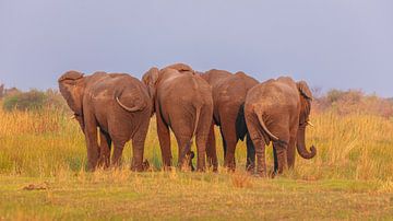 African Elephants from behind by Chris Stenger