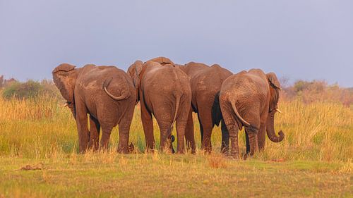 Afrikaanse Olifanten van achteren