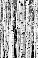 Birches