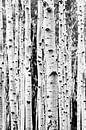 Birches by Kathrin Pienaar thumbnail
