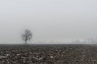 Mistig boompje