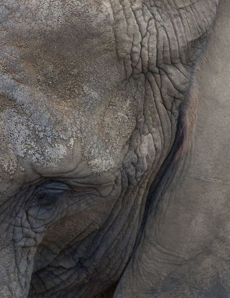 Elefant (Savanne) von Jos Verhoeven