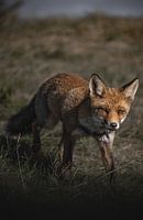 Neugieriger Fuchs