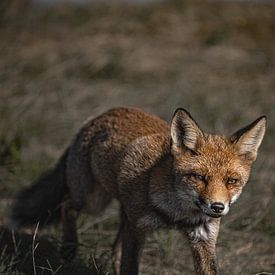 Curious fox by Cindy Dijksman