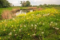 Kleurrijk landschap in de Biesbosch, Werkendam van Ruud Morijn thumbnail
