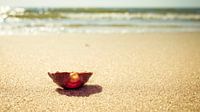 Shell in a shell