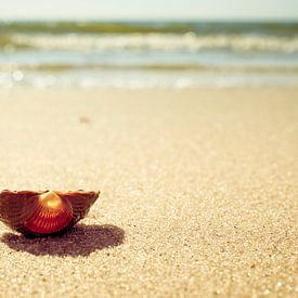 Une coquille dans une coquille sur Mark Veldman