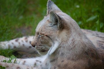 Lynx van Roger Hagelstein