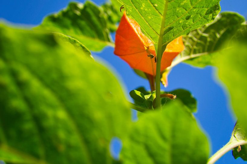 Physalis plants with fruits by Martin Köbsch