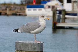 Silbermöwe von Karin Jähne