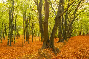 Herfstdag in een beukenbos met bruine bladeren op de heuvels