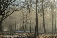 Winter in the country