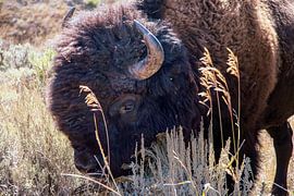 Bison dans le parc national de Yellowstone - couleur sur Maartje Klop