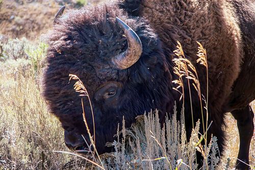 Bizon in Yellowstone National Park - kleur van Maartje Klop