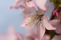Bloesem in de lente 
