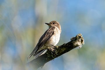 Grauw Vliegenvanger - Vogel van Gianni Argese