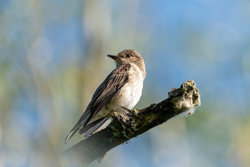 Bird - Grey Flycatcher by Gianni Argese