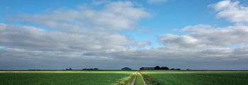 Fields with onions in Groningen, The Netherlands