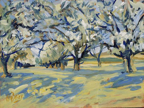Cherry blossom in Kelmond