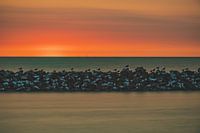 birds at sunset