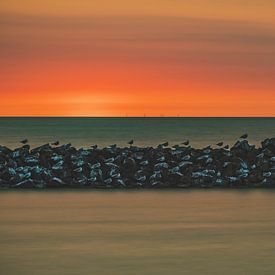 vogels bij zonsondergang van Gwenn klabbers