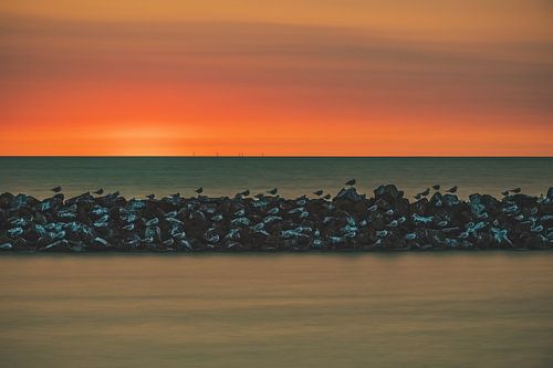 birds at sunset by Gwenn klabbers