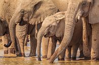 Troupeau d'éléphants d'Afrique au point d'eau par Chris Stenger Aperçu