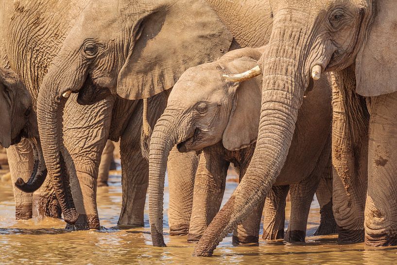 Troupeau d'éléphants d'Afrique au point d'eau par Chris Stenger