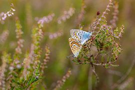 Heather blues by Bastian Boogaard