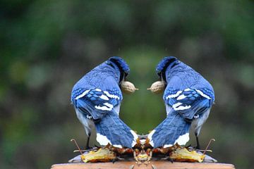 Blue jays at the Garden Feeder by Claude Laprise