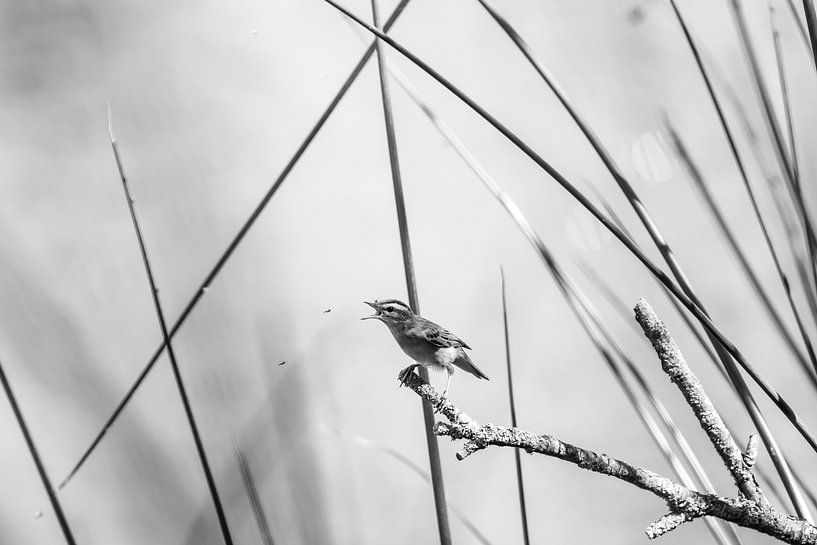 Teichrohrsänger mit Fliege im Restaurant (schwarz-weiß) von Erwin van Eekhout