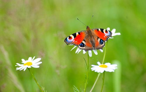 Dagpauwoog in volle schoonheid